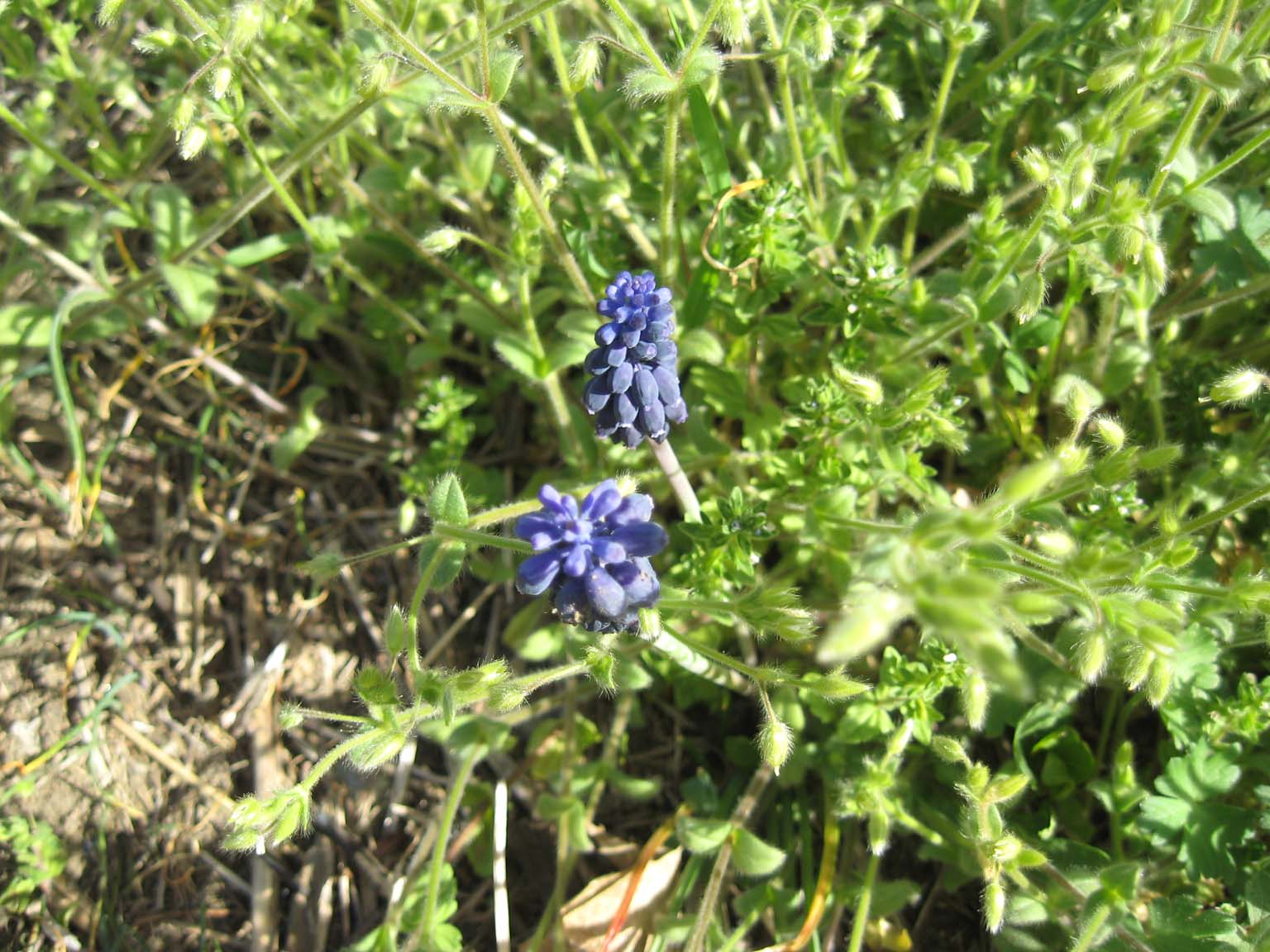 flora Vigne Valtellina - Muscari cfr. neglectum